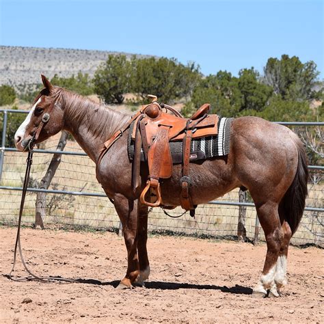 Colorado Nickname The Centennial State. . Ranch world ads horses for sale